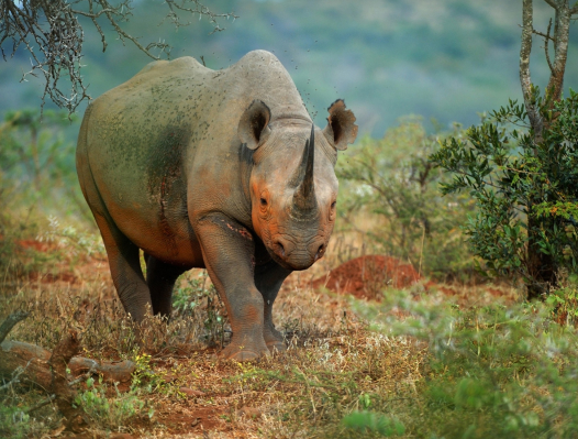 a black rhino in shrubland