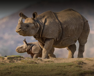 two rhinos in shrubland