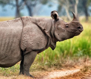 a javan rhino looking to the right