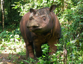 a sumatran rhino in jungle
