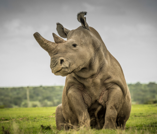 a white rhino sitting in grass