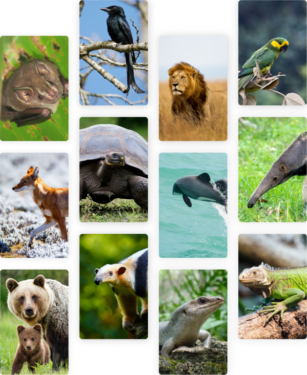 various animals displayed as cards