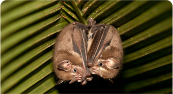 a thomas's fruit-eating bat hanging down from a leaf