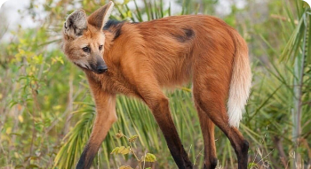 a maned wolf walking and looking behind its back
