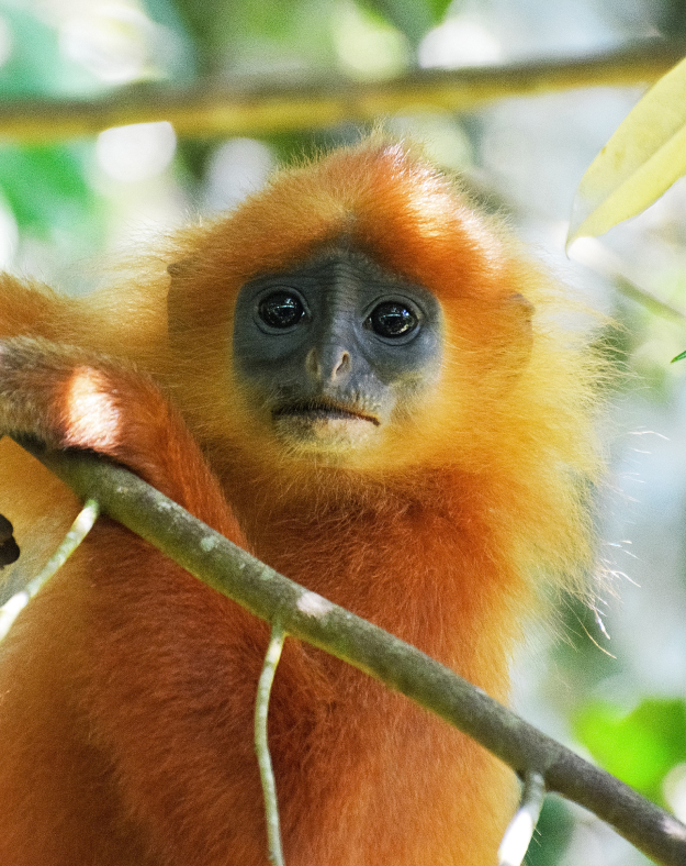 an orange monkey sitting in a tree