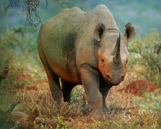 a black rhino wandering through shrubland