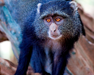 a monkey with red eyes