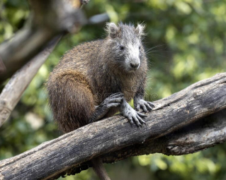 a hutia sitting on a tree branch