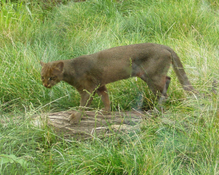a small jaguar sneaking through a field of grass