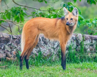 a maned wolf looking behind its back