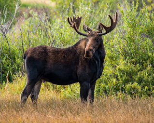 a brown moose in a field of grass
