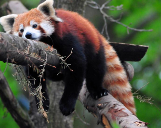 a red panda sitting on a tree