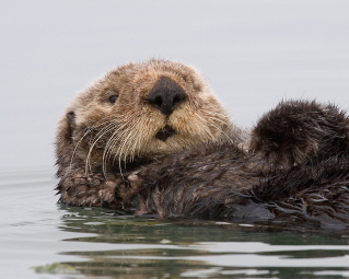 a sea otter swimming n its back