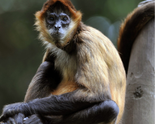 a spider monkey sitting and looking into the camera