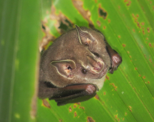 a bat hanging on a leaf