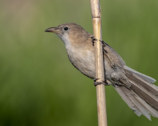 a brown bird sitting on bamboo 
