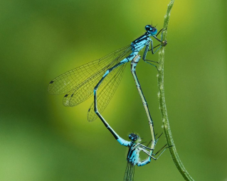 a blue invertebrate species on a branch