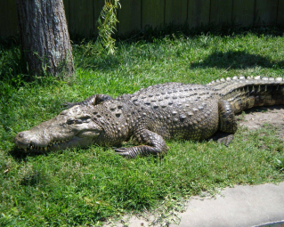 a crocodile lying on grass
