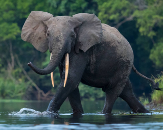 an elephant in a river