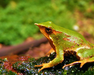 a green frog on the jungle floor
