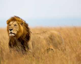 a lion in the savanna