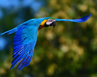 a blue parot flying