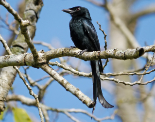 a black bird in a tree