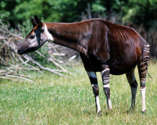 a brown okapi with its head to the left