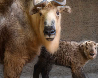 a takin with its baby on the right