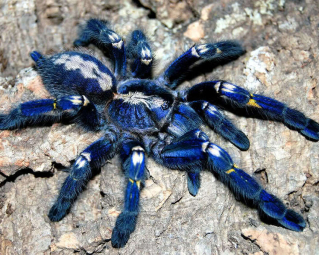 a blue tarantula on stones
