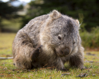 a fluffy wombat searching for food in the grass